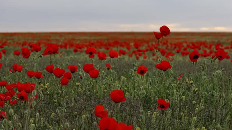 Almaty Region Poppy Fields - Image 1