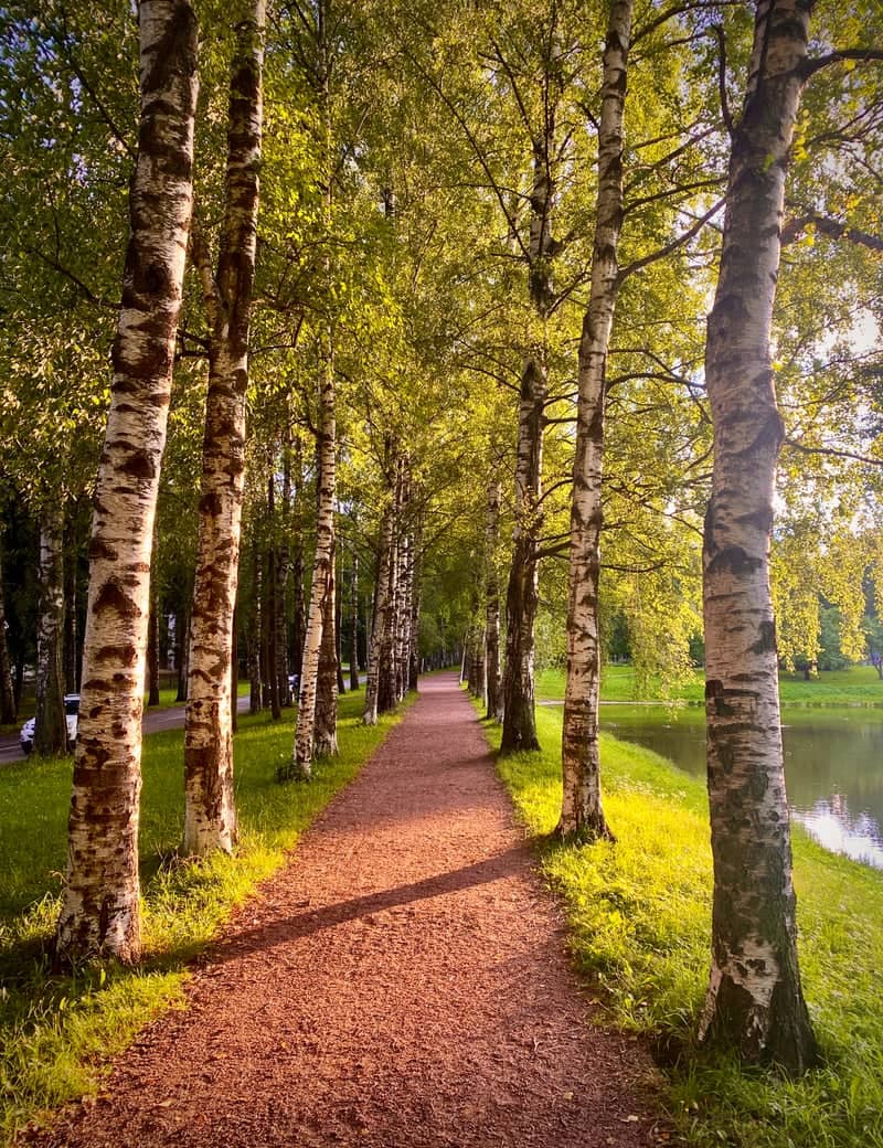 Pavlovsk Park Birch Alley - Image 1