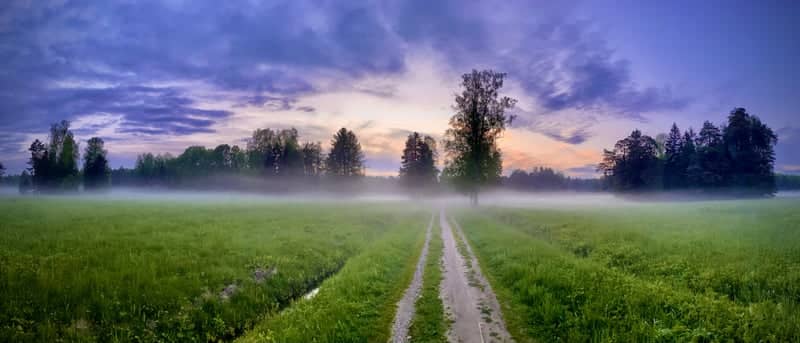 Pavlovsk Park Meadows - Image 1