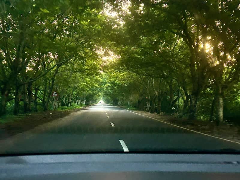 Ramachandi Tree Tunnel - Image 1