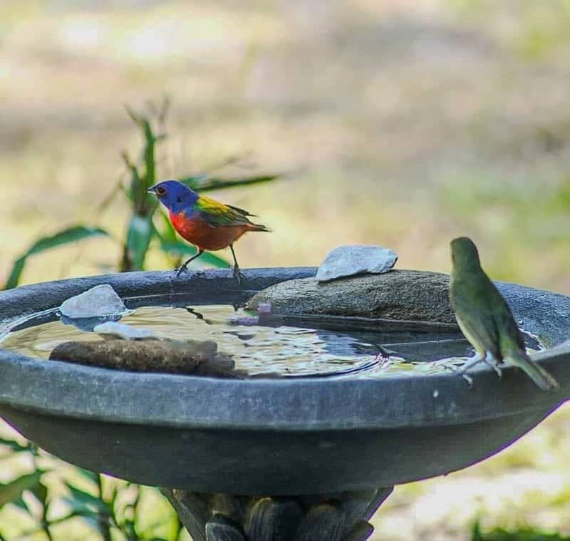 Midway Birding Garden - Image 1