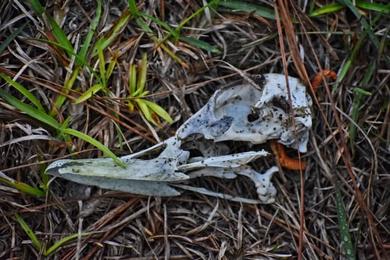 Oakleaf Plantation Scrubland - Image 1