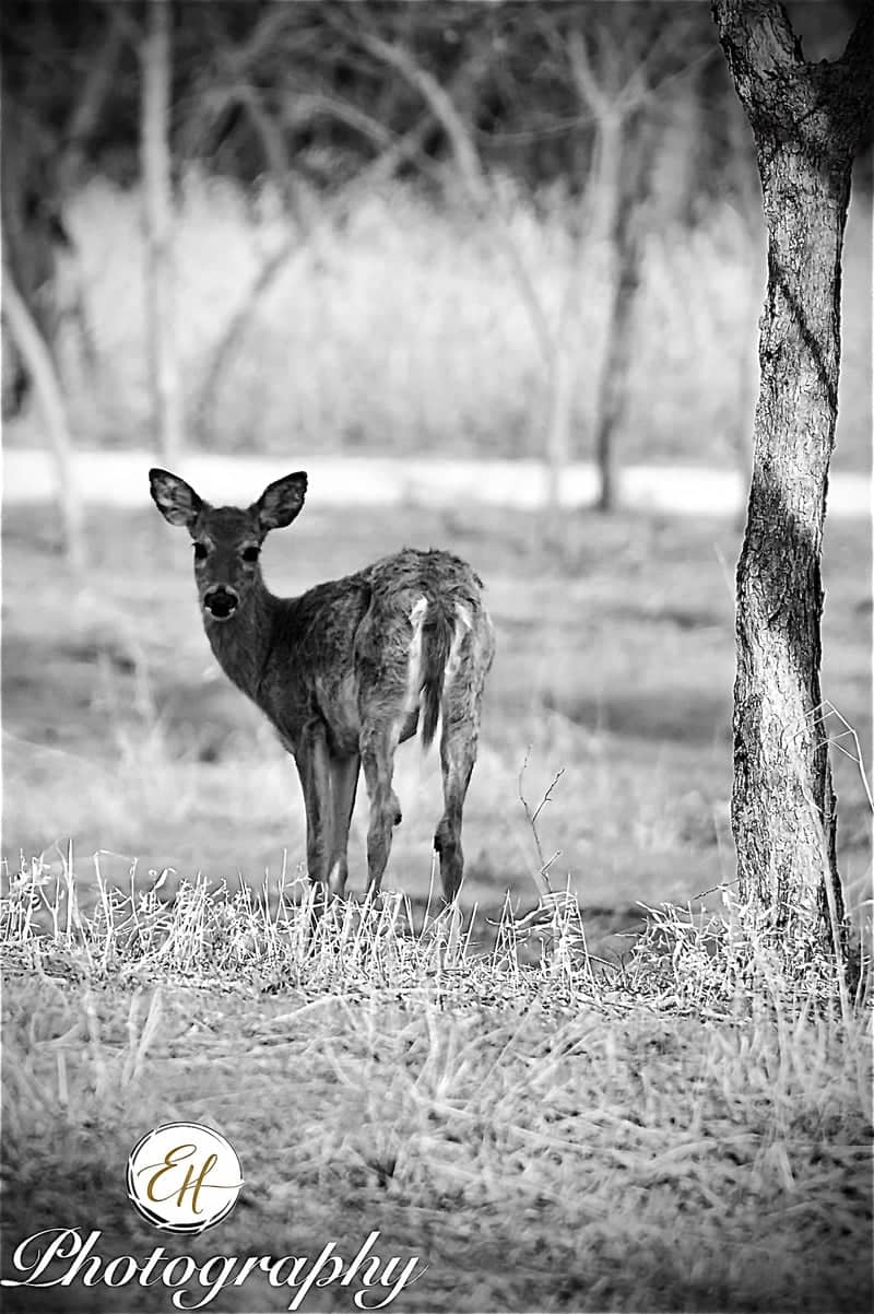 Suburban Woodland Edge - Image 1