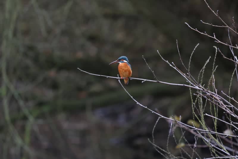 Dommel River Wildlife Spot - Image 1