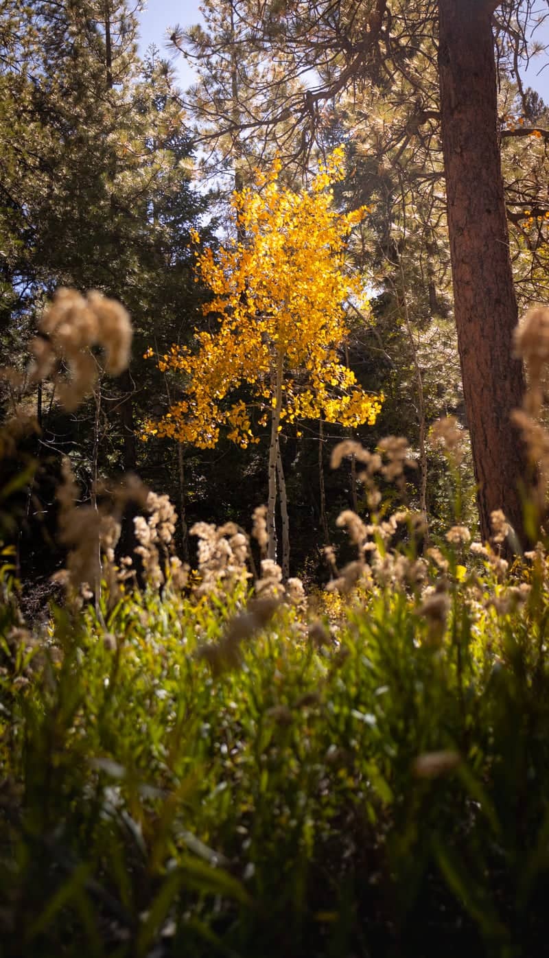 Mount Charleston Aspen Grove - Image 1