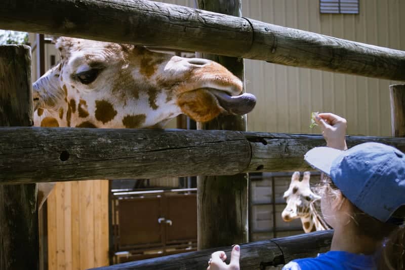 Dickerson Park Zoo - Image 1