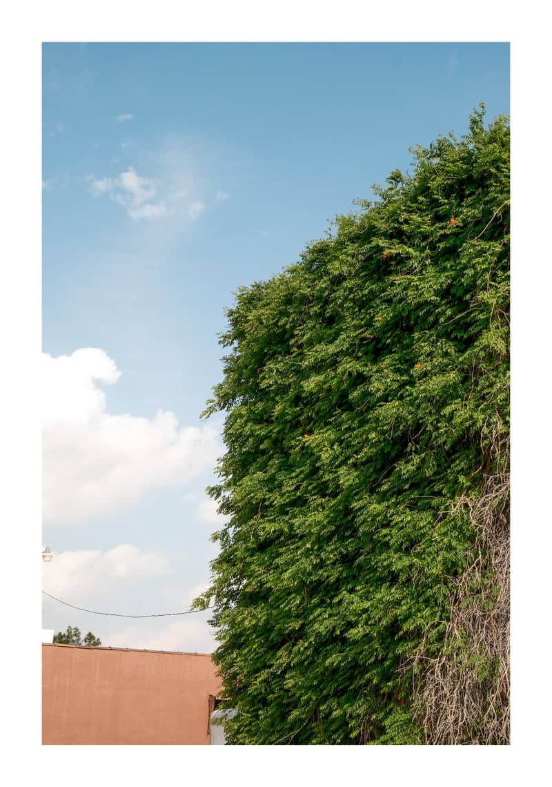 Ivy Wall at Alamo Street - Image 1