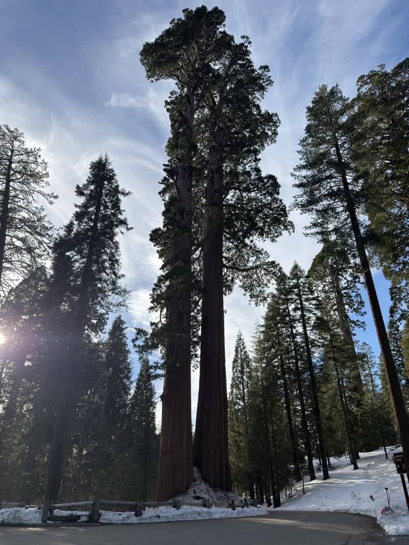Giant Forest, Sequoia National Park - Image 1
