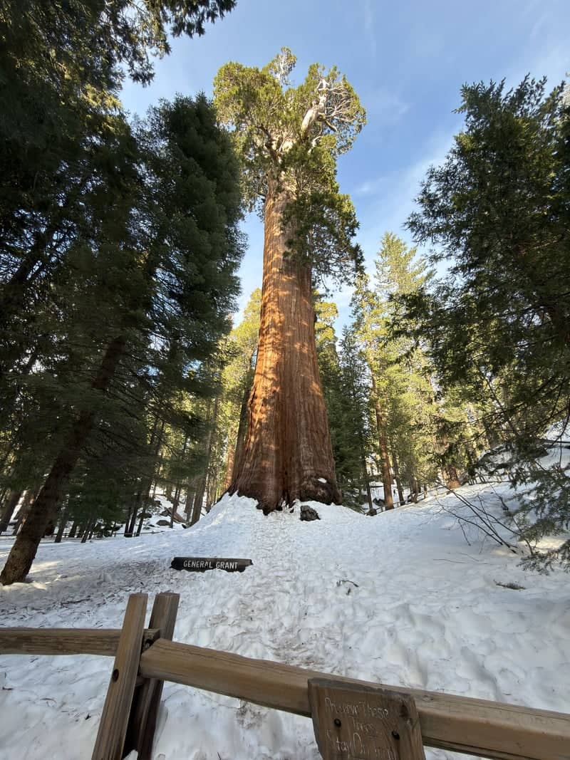 General Grant Tree - Image 1