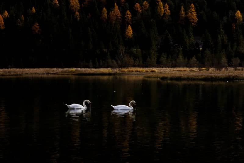 Lago di Dobbiaco (Toblacher See) - Image 1