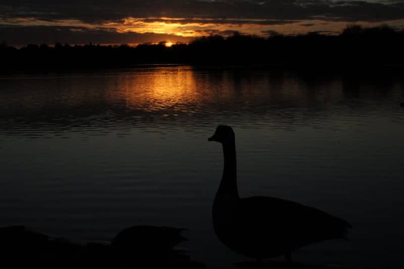 Doffcocker Lodge Nature Reserve - Image 1
