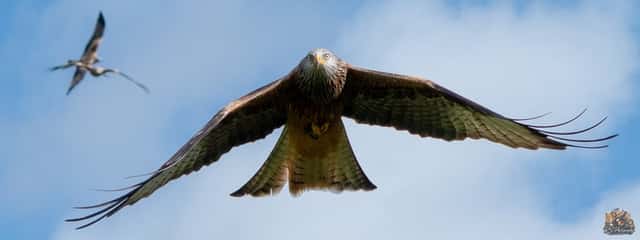 Gigrin Farm Red Kite Feeding Centre