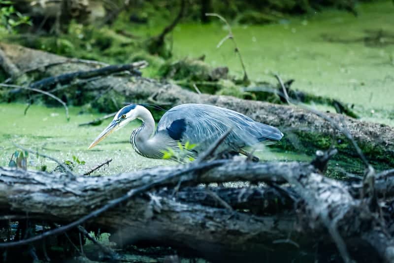 Lonsdale Marsh - Image 1