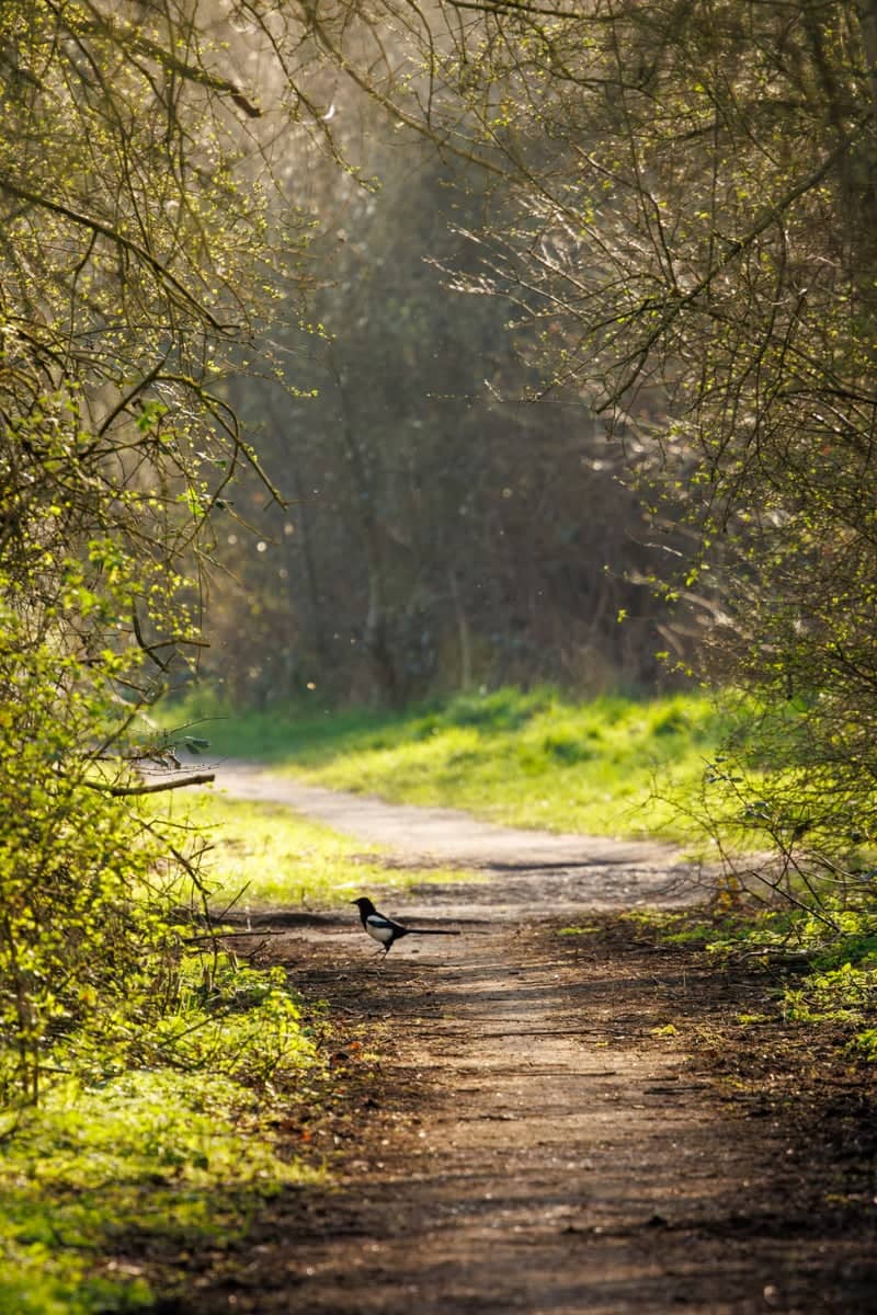 York Woodland Trail - Image 1
