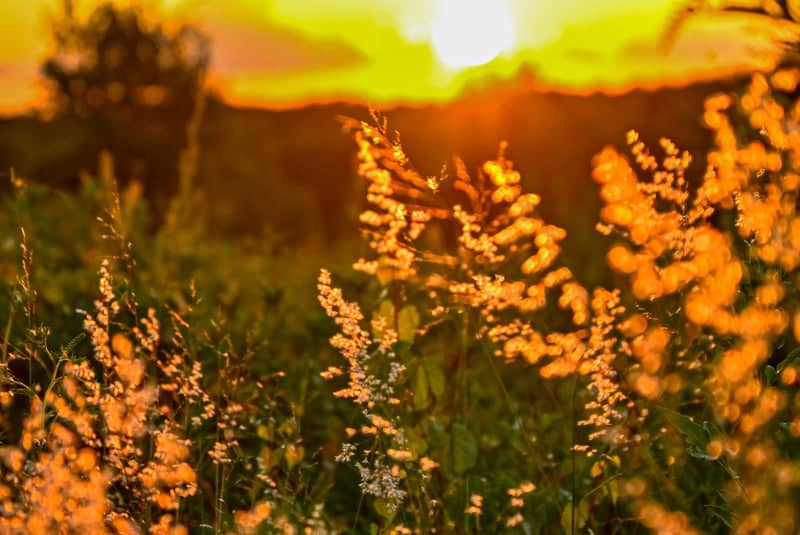 Clermont Rolling Hills Nature Field - Image 1