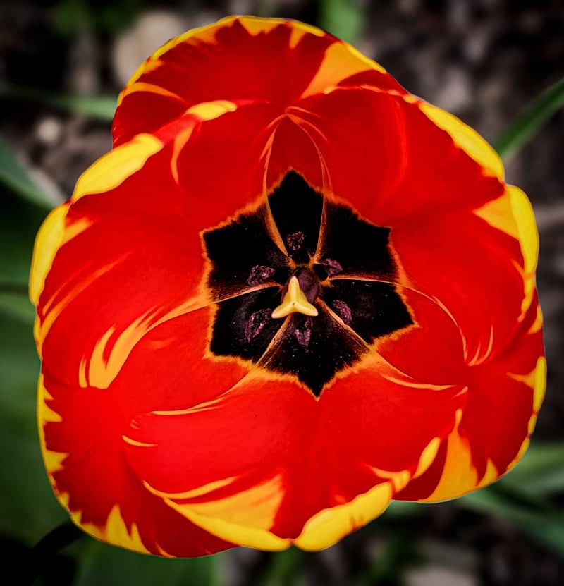 Glenwood Garden Blooms - Image 1