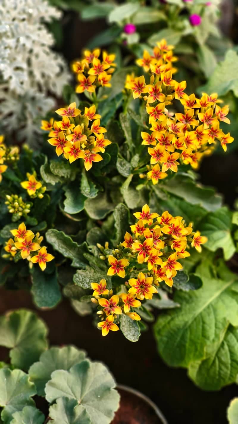 Anekal Garden Flora - Image 1