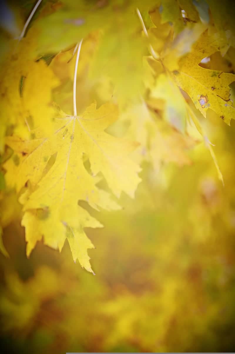Sheyenne River Valley Autumn Foliage - Image 1