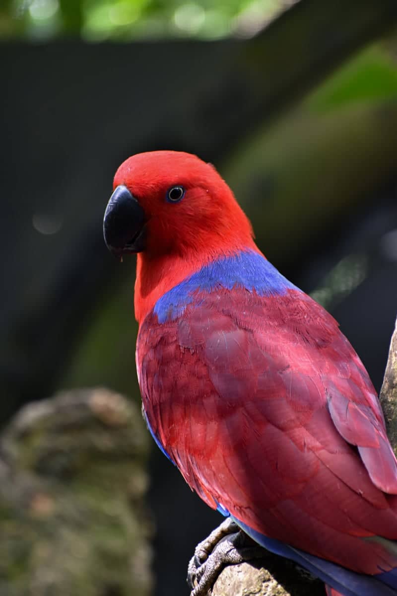 Bird Paradise, Mandai Wildlife Reserve - Image 1