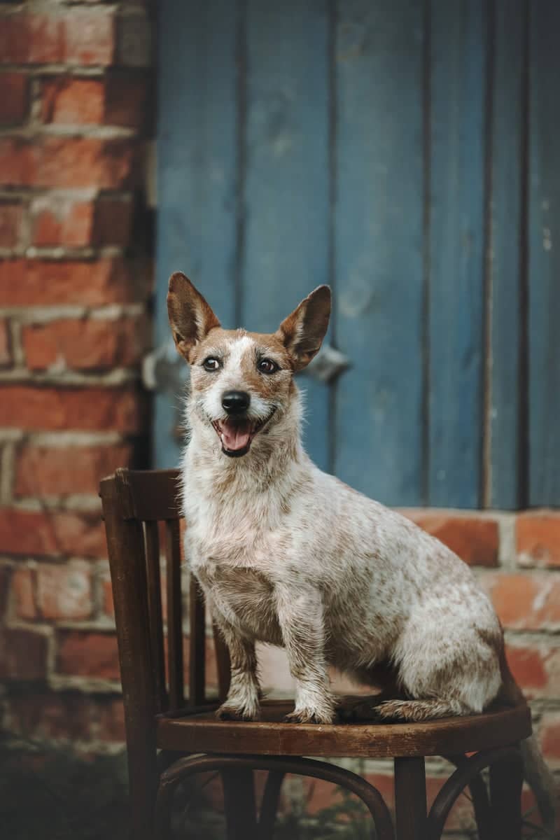Rustic Brick and Wood Backdrop - Image 1