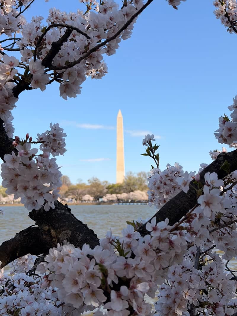 Tidal Basin Cherry Blossoms - Image 1
