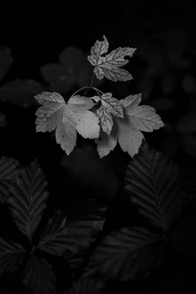 Neroberg Forest - Image 1
