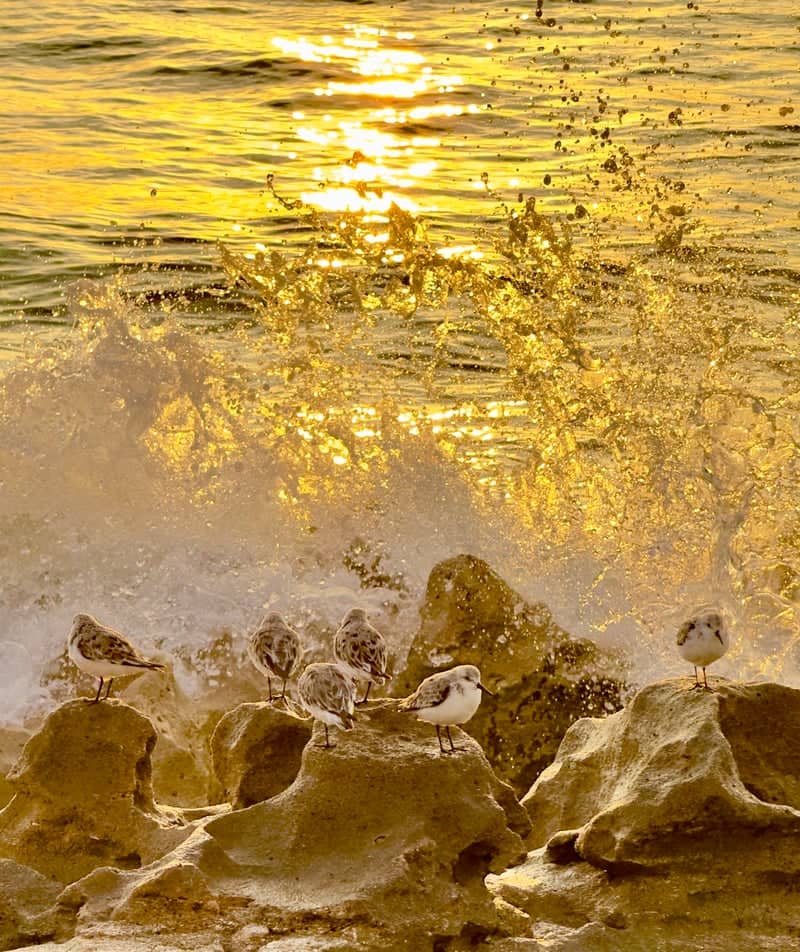 Coral Cove Park - Image 1