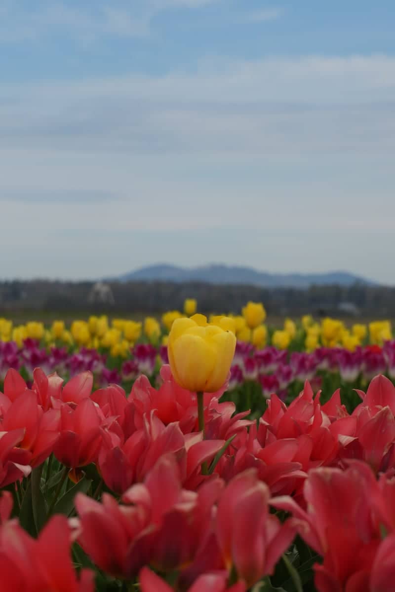 Skagit Valley Tulip Fields - Image 1