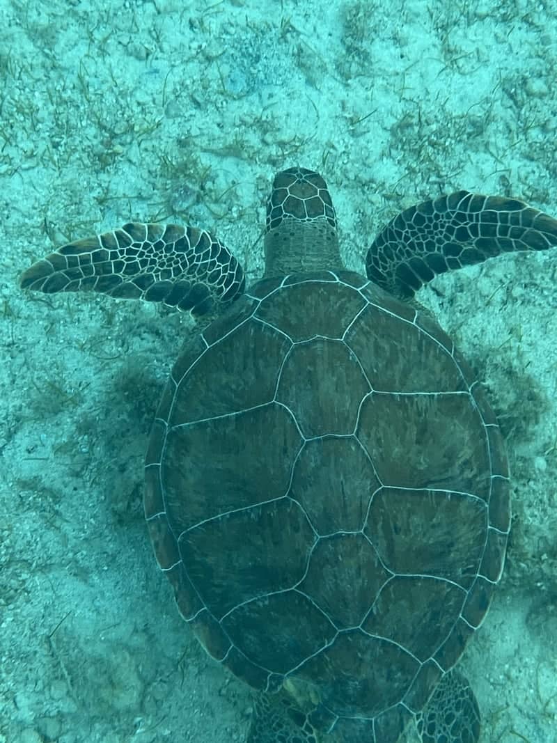 Green Bay Turtle Spot - Image 1