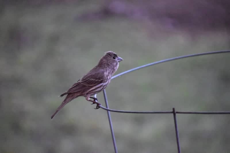 Pendleton Rural Birding Spot - Image 1