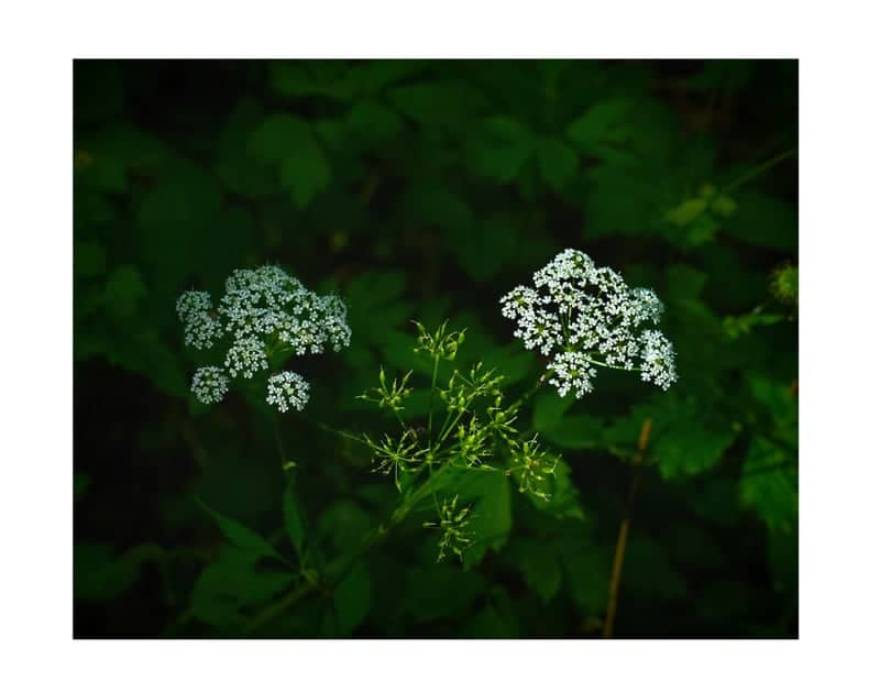 Sant'Anna d'Alfaedo Nature Trails - Image 1