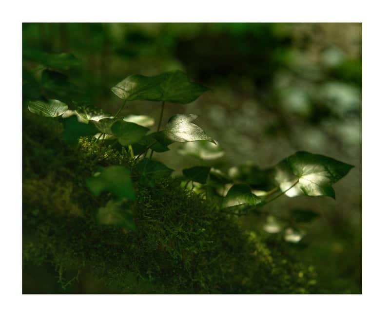 Valpolicella Forest Detail - Image 1