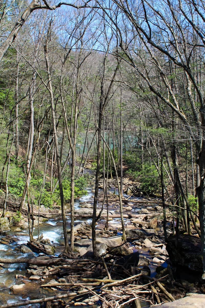 Ohiopyle State Park Woodland Stream - Image 1