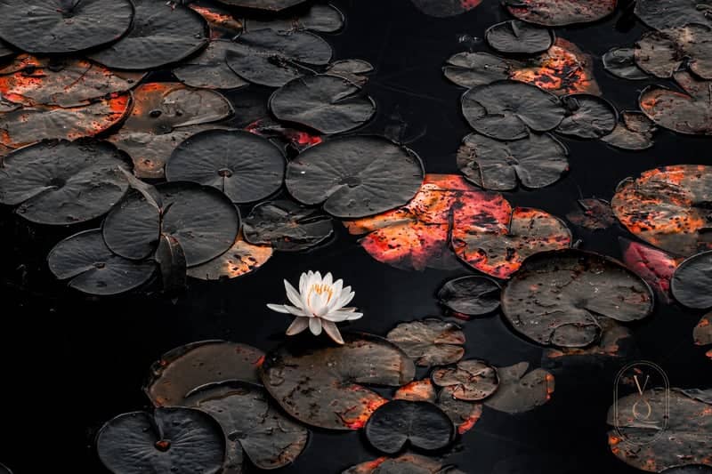 Forest Park Lily Ponds - Image 1