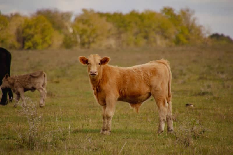 Somerville Pasture - Image 1