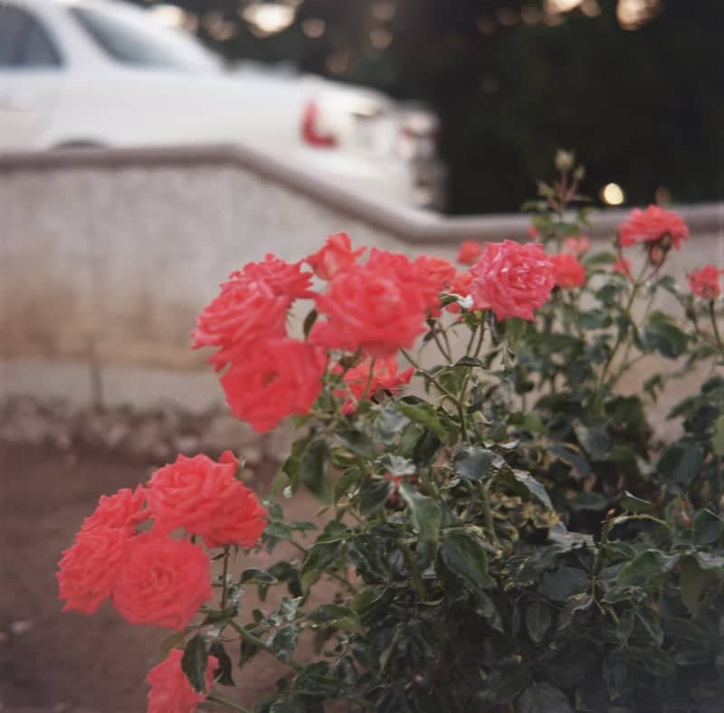 La Verne Suburban Rose Garden - Image 1