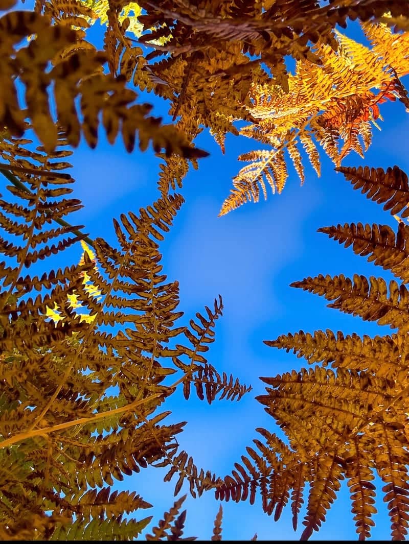 Flagstaff Autumn Ferns - Image 1