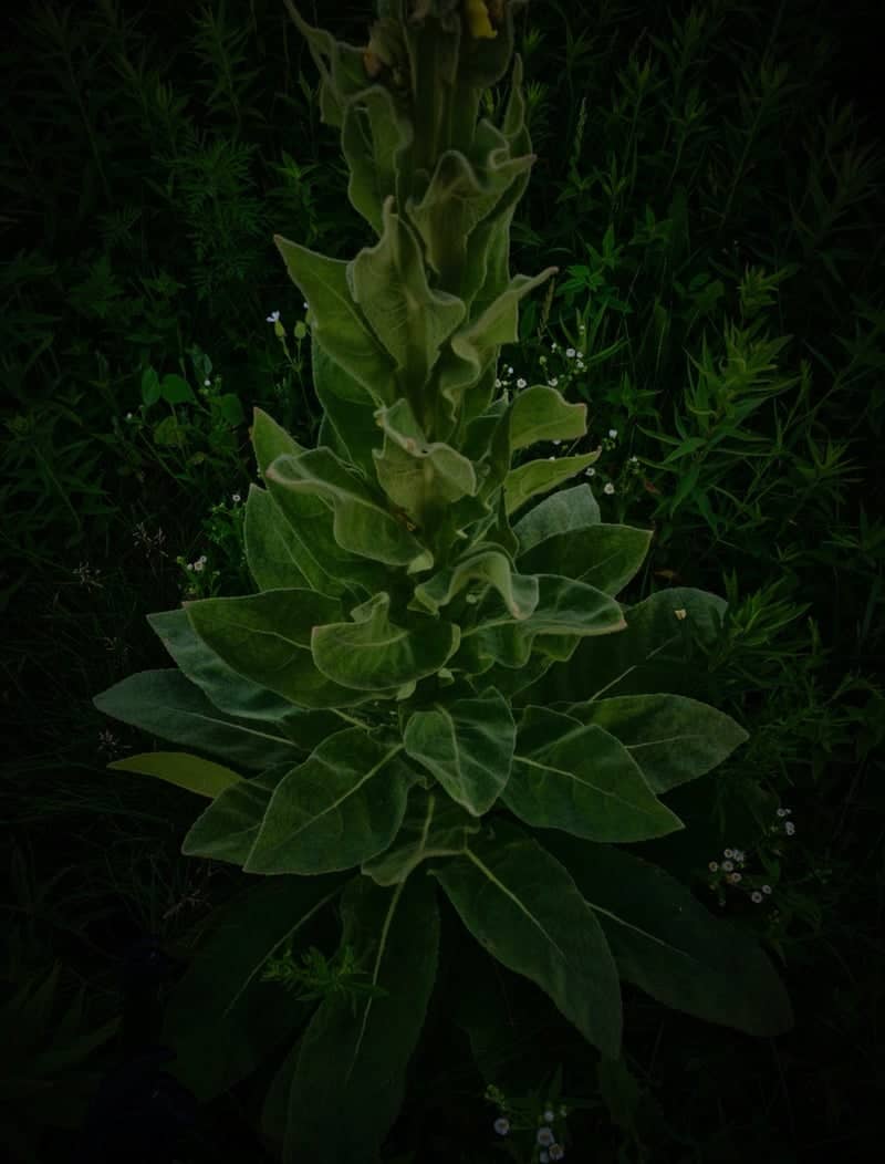 Root River Valley Flora - Image 1