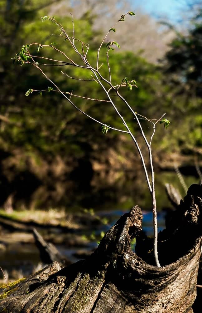 Shunga Creek Woodland - Image 1