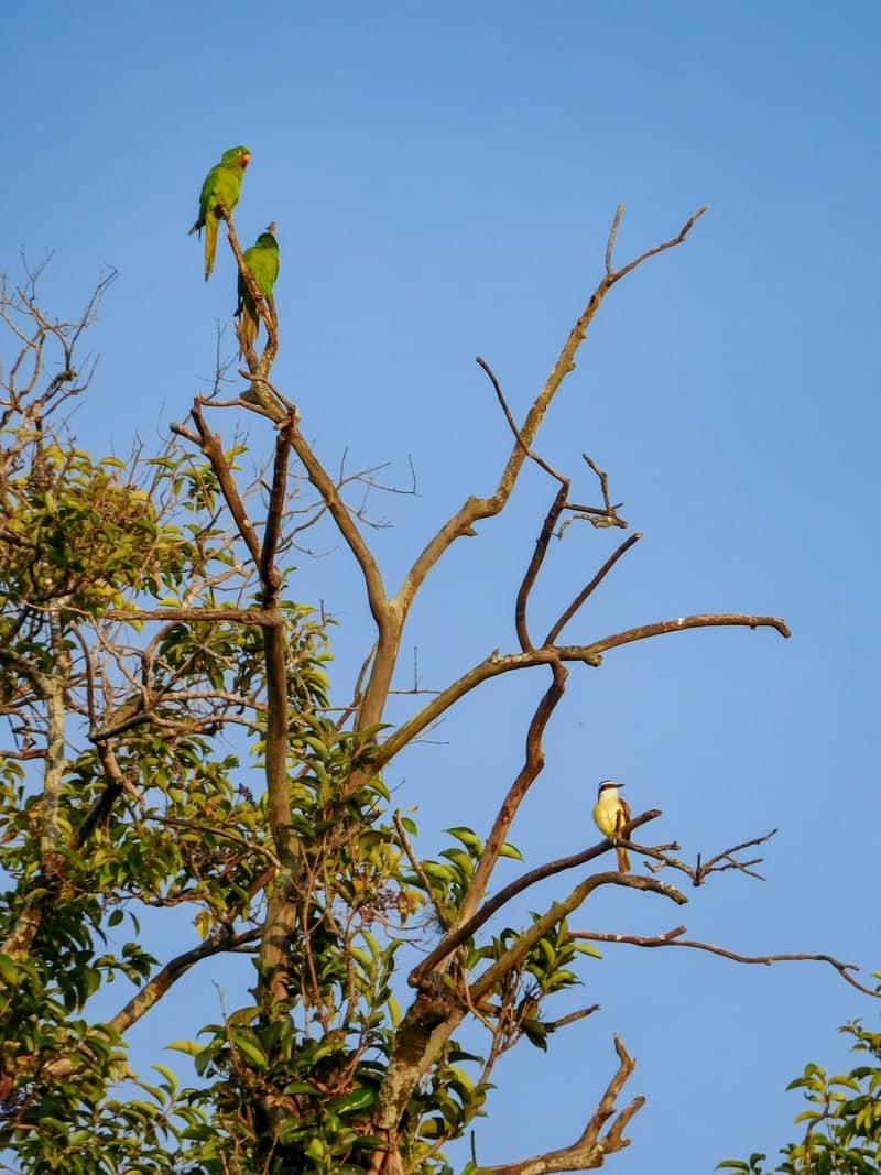 Jaguaribe Birdwatching Spot - Image 1