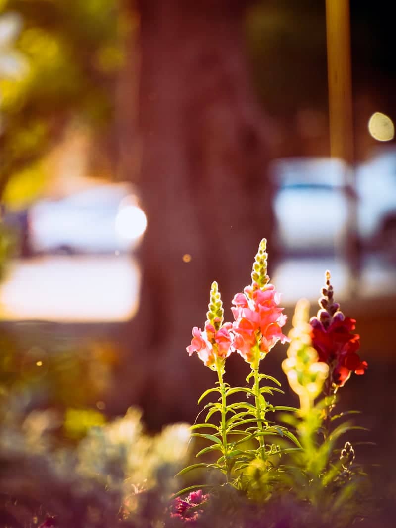 Chestnut Street Garden - Image 1