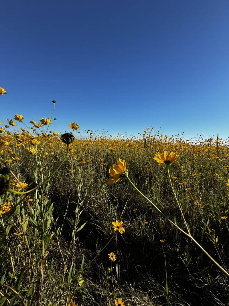 Glades County Wildflower Field - Image 1