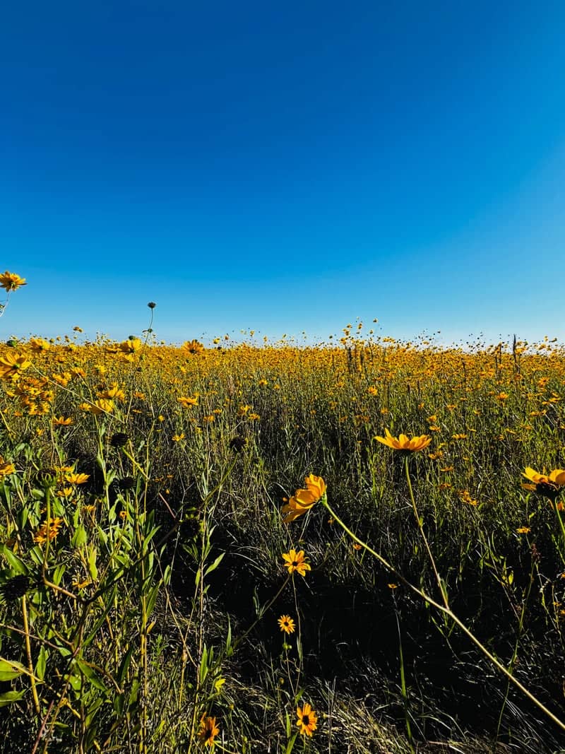 Glades County Wildflower Field - Image 1