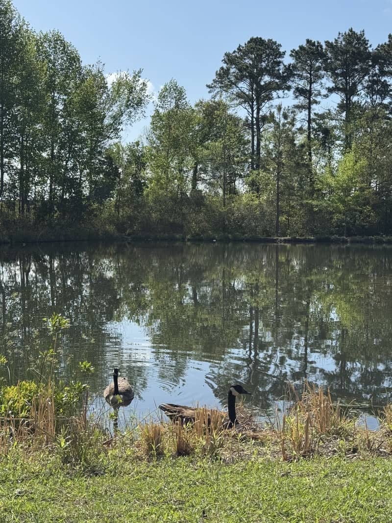 New Bern Medical Park Pond - Image 1