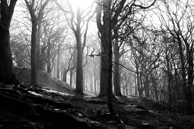 Woodbottom Woodland - Image 1