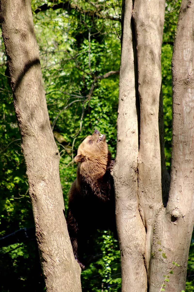 Bristol Zoo Project - Image 1