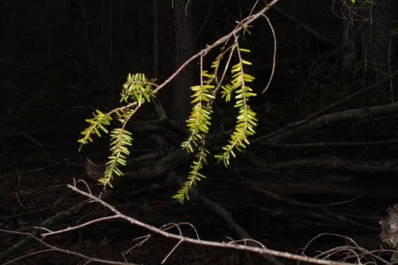 Ohiopyle State Park Forest - Image 1