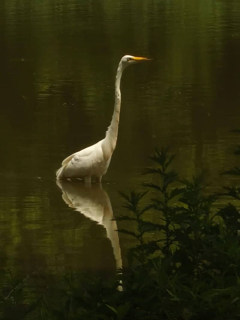 Clove Lakes Park - Image 1