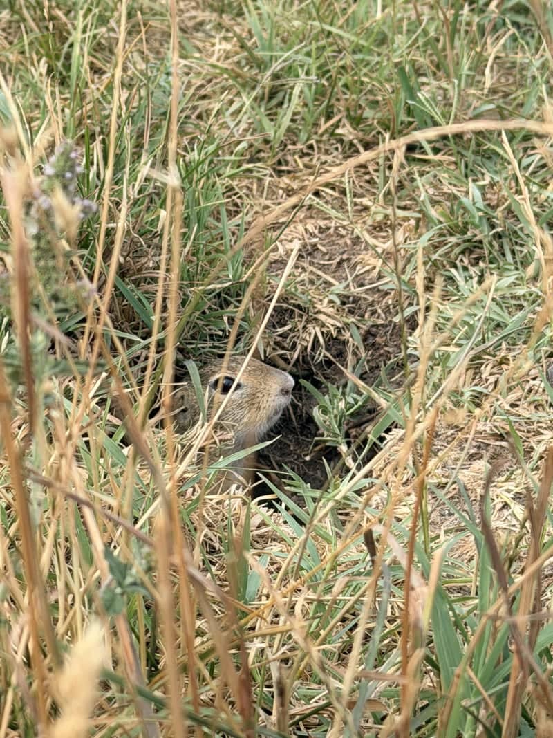 Tihany Ground Squirrel Colony - Image 1