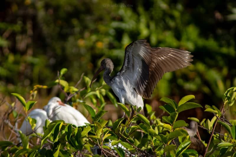 Okeeheelee Park Birding Area - Image 1